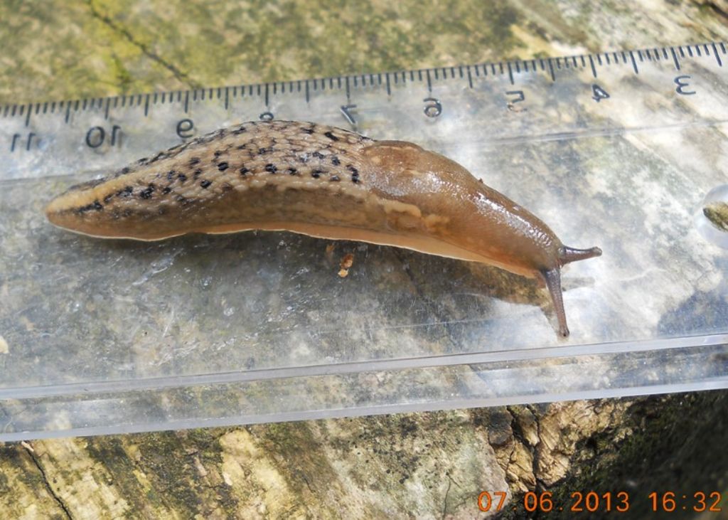 Limax aldrovandi Moquin-Tandon 1855 da Fosdinovo (Massa Carrara)